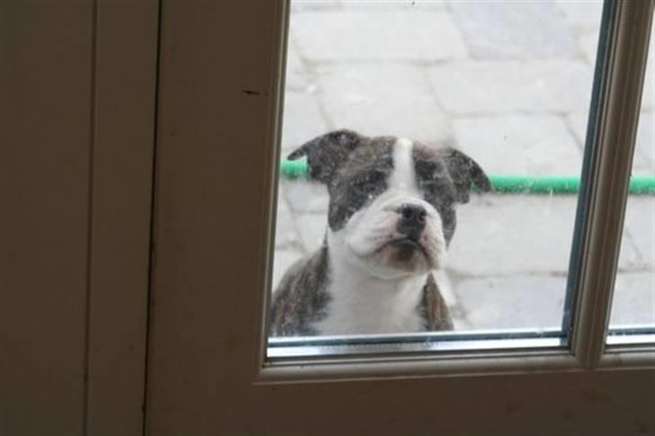 Olde english bulldogge *OSCAR* billede 7