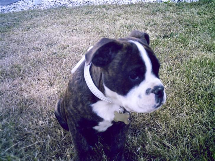 Olde english bulldogge *OSCAR* billede 8