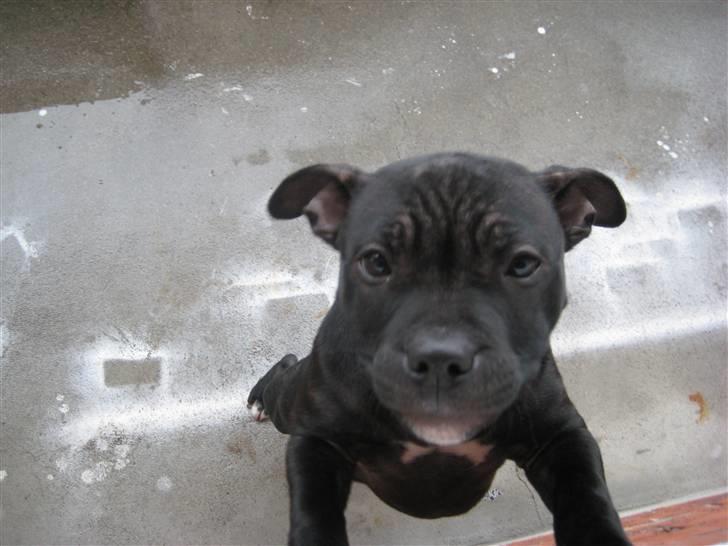 Staffordshire bull terrier Coco billede 10