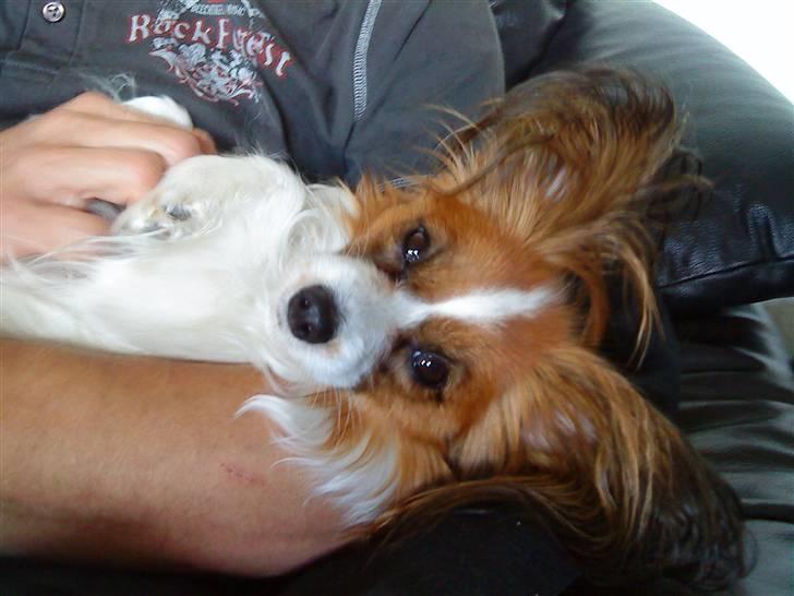 Papillon Chili - Putter hos far billede 6