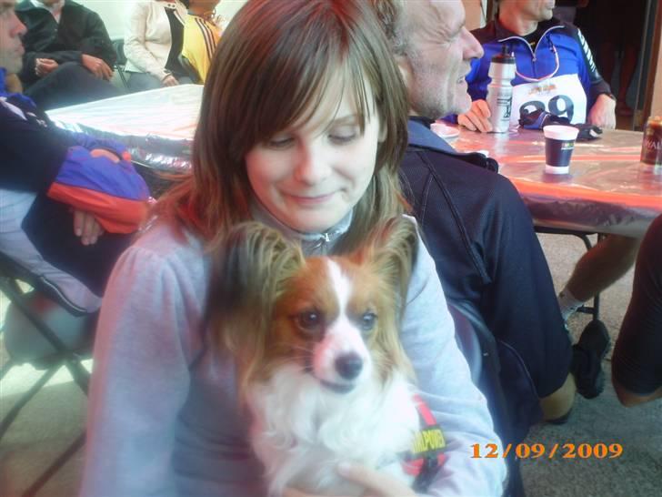 Papillon Chili - Jeg elsker alle mennesker bare de gider sidde og putte med mig :-) billede 7