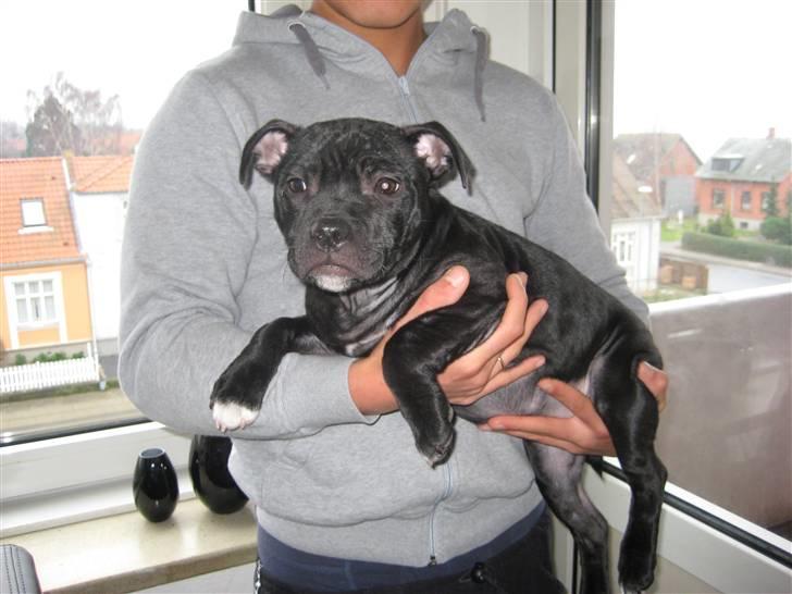 Staffordshire bull terrier Coco billede 11