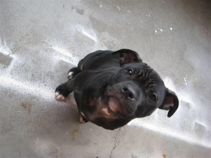 Staffordshire bull terrier Coco billede 12