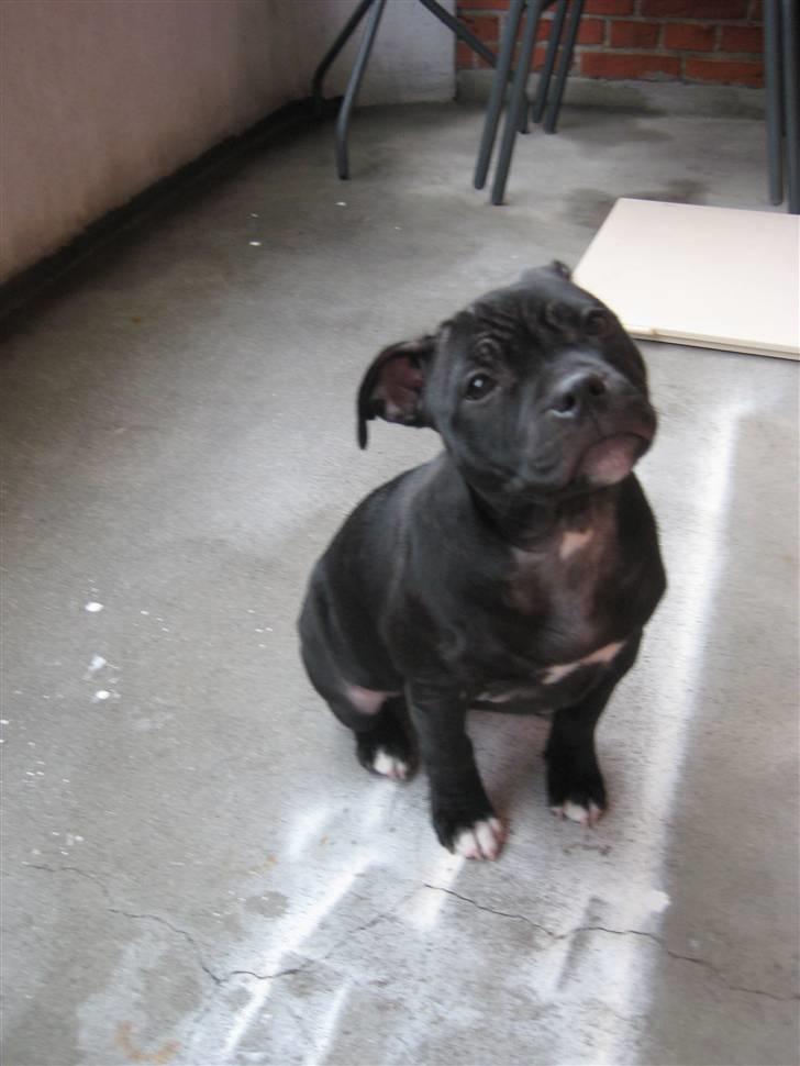Staffordshire bull terrier Coco billede 13