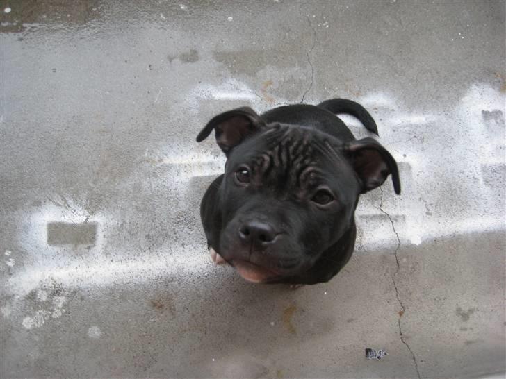 Staffordshire bull terrier Coco billede 14