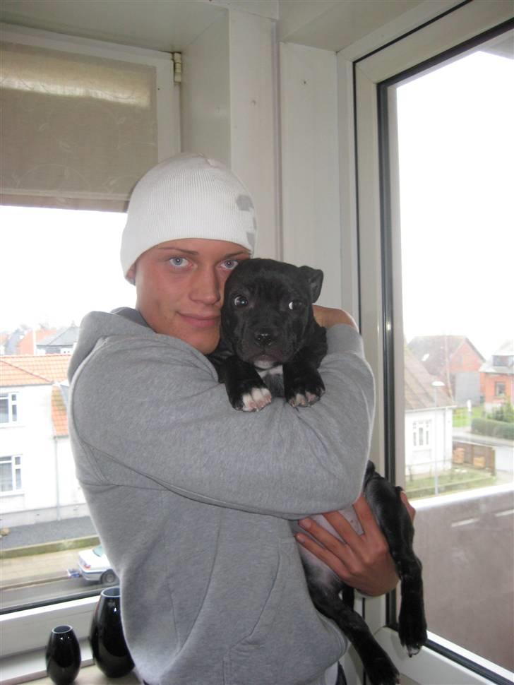 Staffordshire bull terrier Coco billede 15