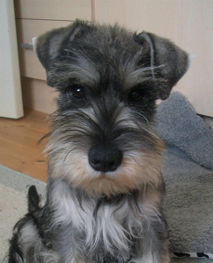 Dvaergschnauzer Cosinus - Nytrimmet! billede 1