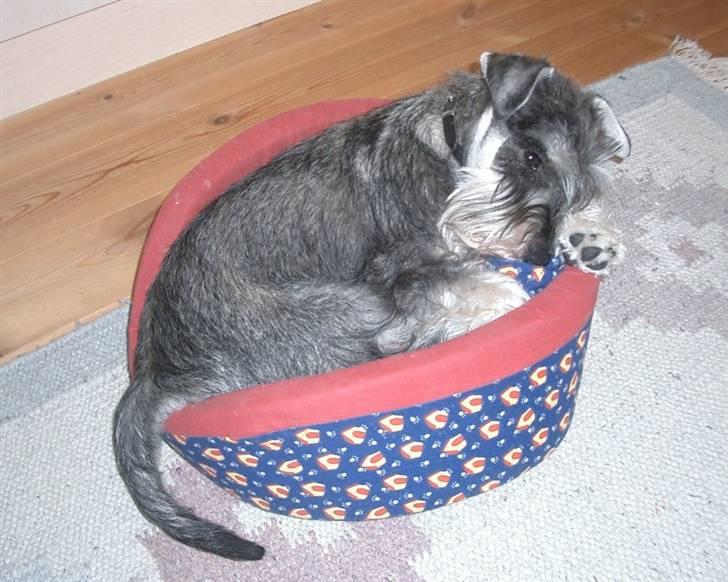 Dvaergschnauzer Cosinus - Vi er ved at vokse ud af kurven! billede 2