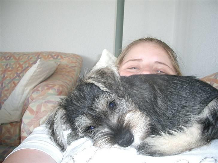 Dvaergschnauzer Cosinus - Han lå kun sådan i et sekund! billede 3