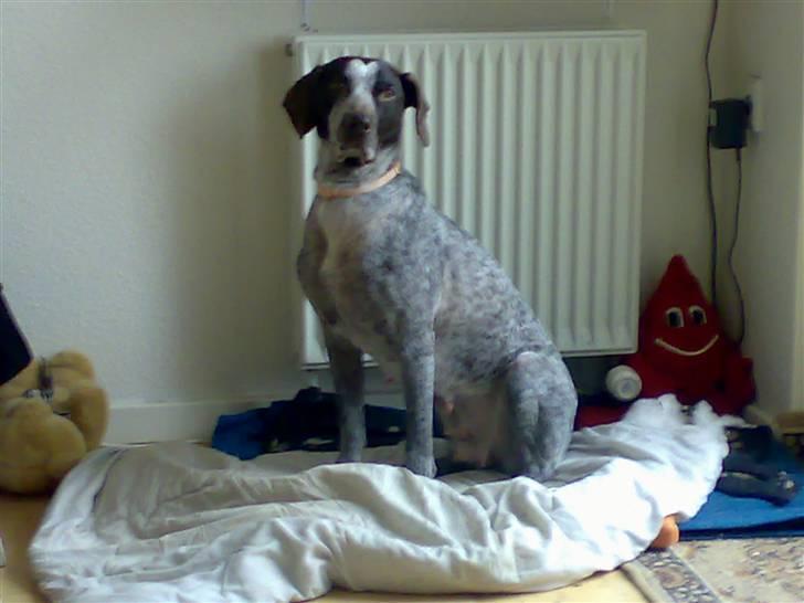 Ruhåret hønsehund sally - jeg er sally og jeg seder på min dyne der hjemme billede 1