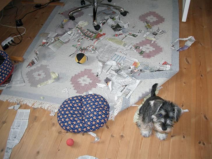 Dvaergschnauzer Cosinus - Det var bare så sjovt! billede 4