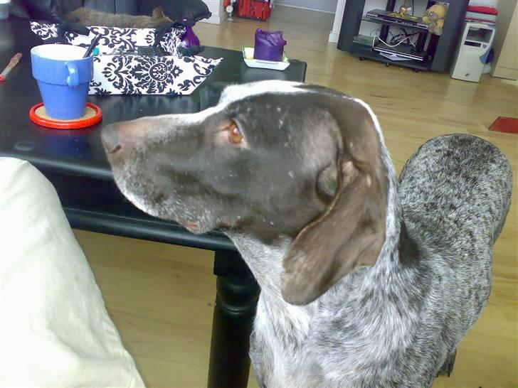 Ruhåret hønsehund sally - hej igen jeg står og kikker ved sofaboret der hjemme billede 2