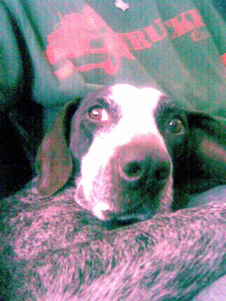 Ruhåret hønsehund sally - hej igen her ligger jeg og slapper af ved min ejer billede 3