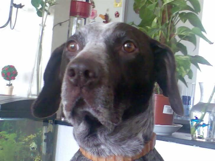 Ruhåret hønsehund sally - hej igen jeg seder og kikker mig lidt omkreng i min stuge billede 4