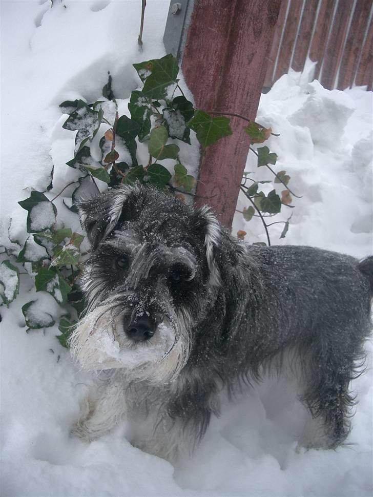 Dvaergschnauzer Cosinus - Vi elsker sne (selvom vi bliver våde)! billede 5