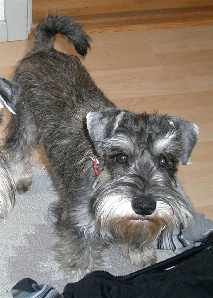 Dvaergschnauzer Ofelia - Ofelia billede 1