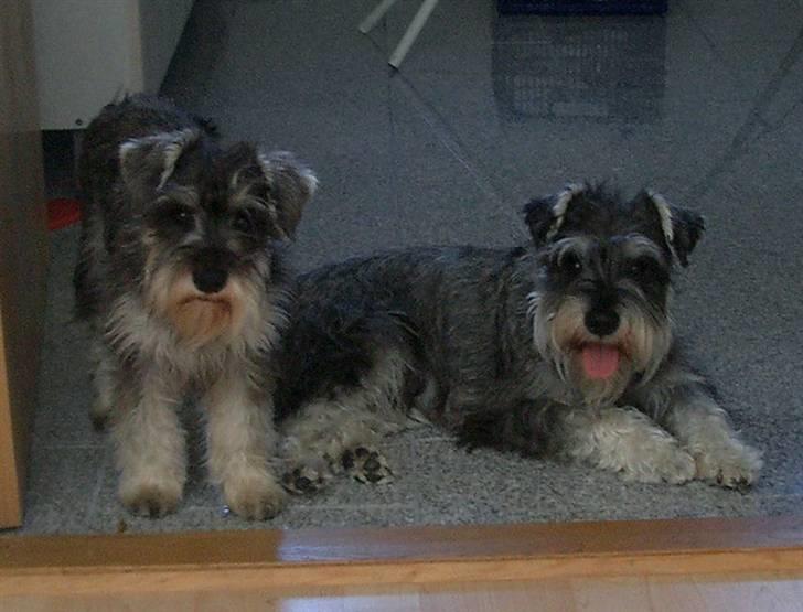 Dvaergschnauzer Ofelia - Ofelia til venstre og Cosinus til højre billede 2