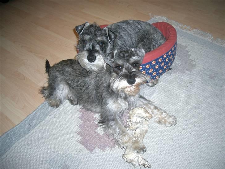 Dvaergschnauzer Ofelia - Ofelia nederst og Cosinus i kurven billede 3