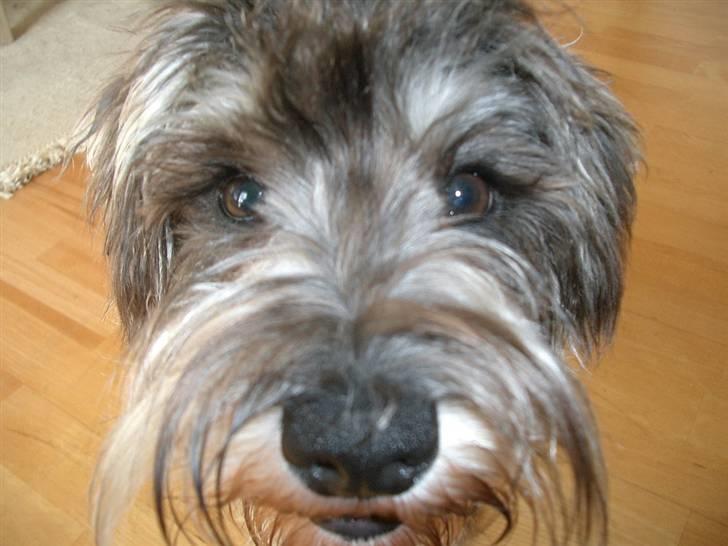 Dvaergschnauzer Ofelia - Close-up! billede 4