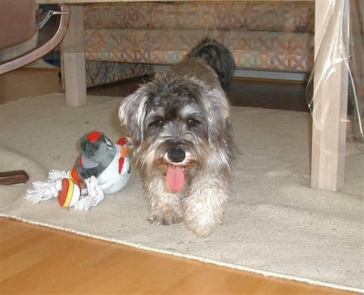 Dvaergschnauzer Ofelia - Her kommer jeg! billede 5