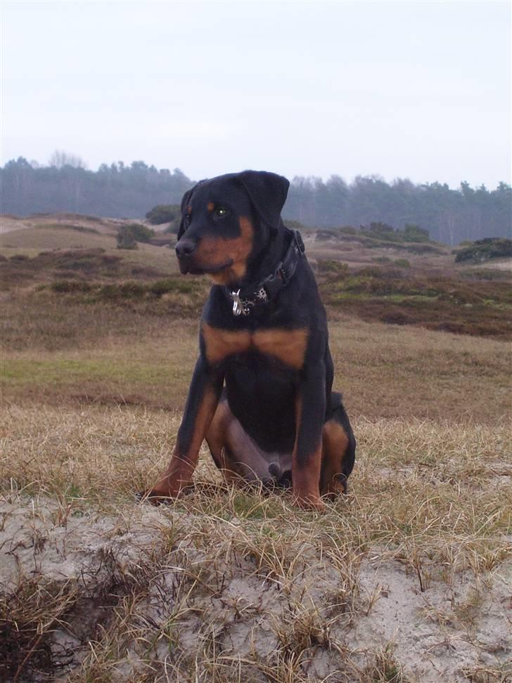 Rottweiler Elmedige´s Manny - En tur på stranden 22 uger gammel billede 6