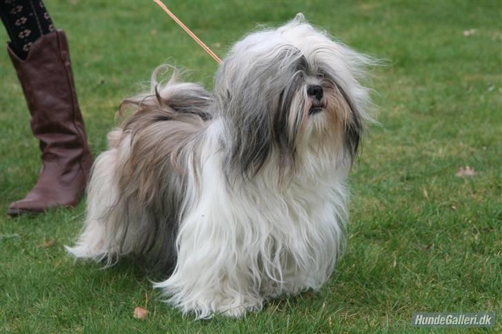 Lhasa apso COCIO VON MOISEN - så er jeg blevet voksen.... billede 1