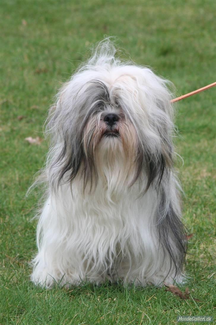 Lhasa apso COCIO VON MOISEN - er jeg ikk blevet smuk??? billede 2