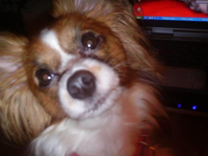 Papillon Chili - Kigger lige på dig mor billede 8