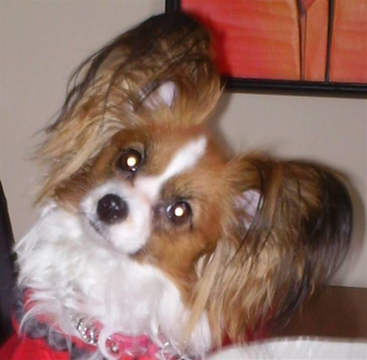 Papillon Chili - Mor siger noget billede 9