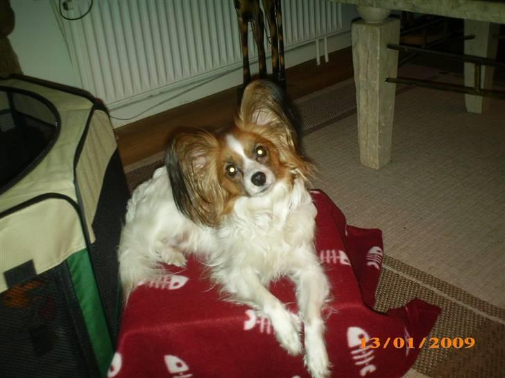 Papillon Chili - Passer lige på mine børn Moar billede 10