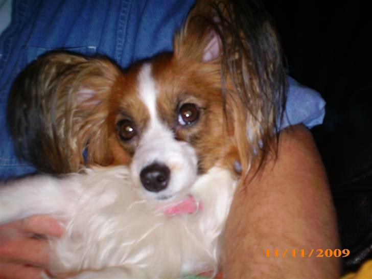 Papillon Chili - Jeg elsker at putte hos far billede 11