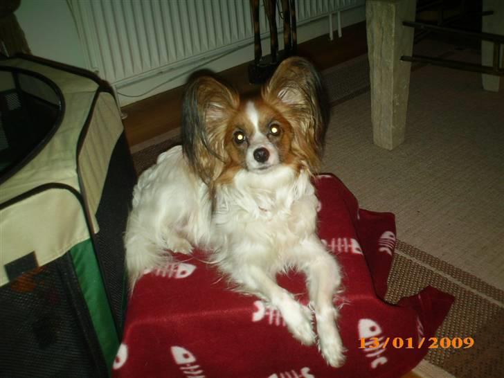 Papillon Chili - Smukke mig  billede 12