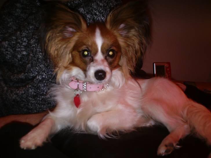 Papillon Chili - Er jeg ik kær billede 13