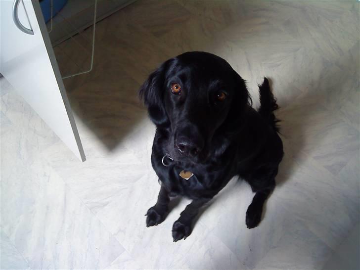 Flat coated retriever Freja - Velkommen til Frejas profil :D billede 1