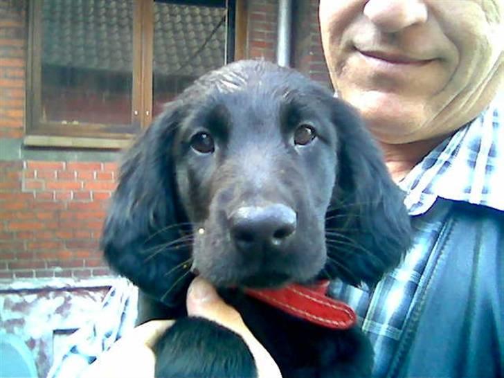 Flat coated retriever Freja billede 2