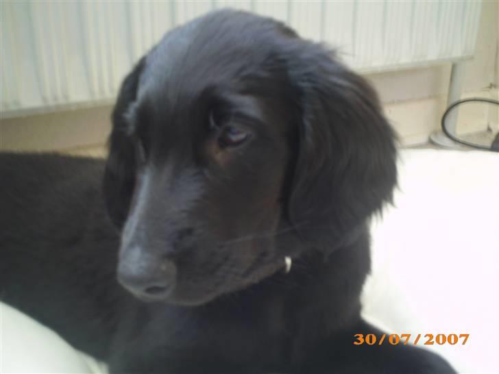 Flat coated retriever Freja billede 3