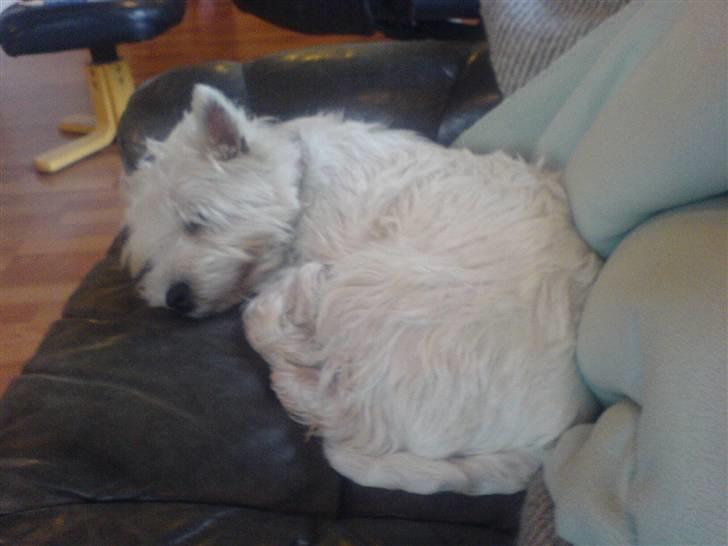 West highland white terrier Pjevs - uhh det er hårdt at være hund! billede 8