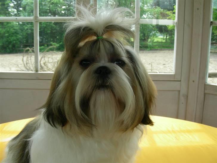 Shih tzu lo fang billede 1