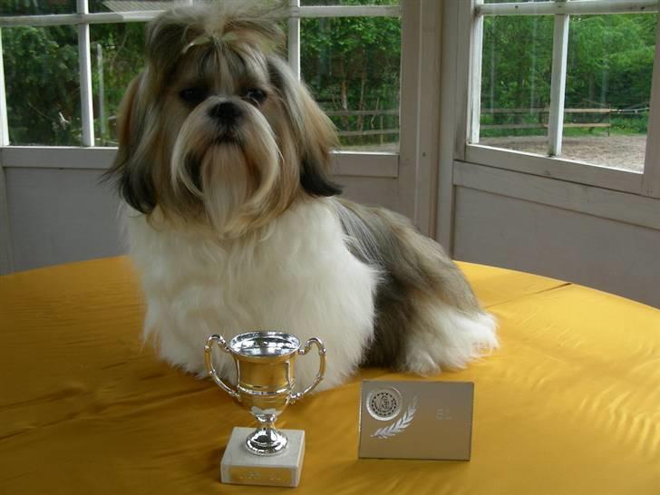 Shih tzu lo fang billede 2