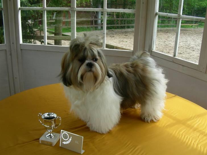 Shih tzu lo fang billede 3