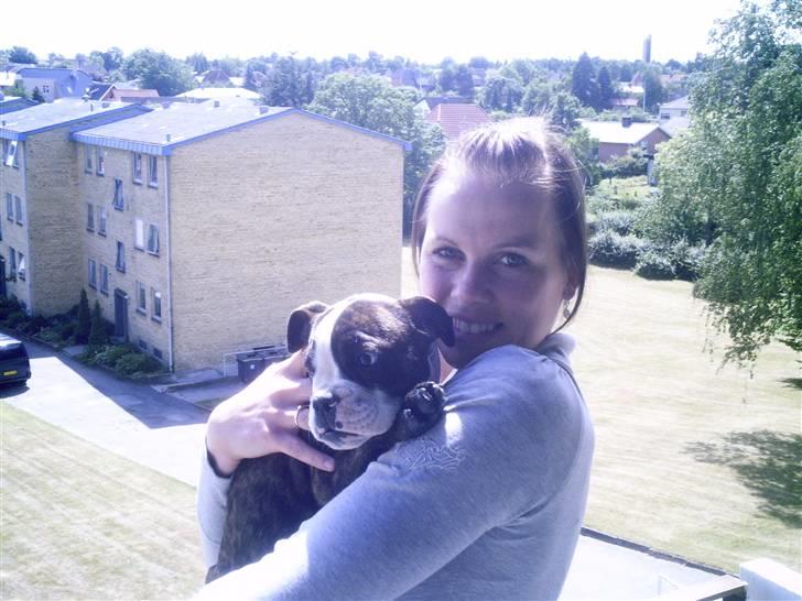 Olde english bulldogge *OSCAR* billede 9