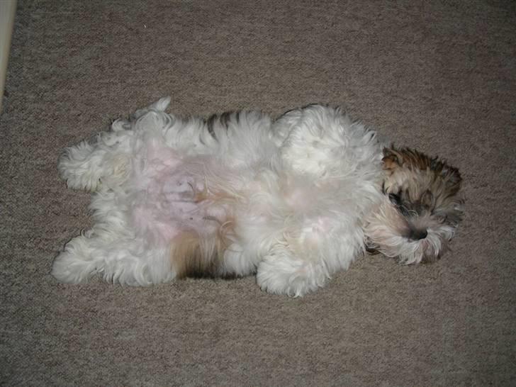 Shih tzu lo fang billede 4