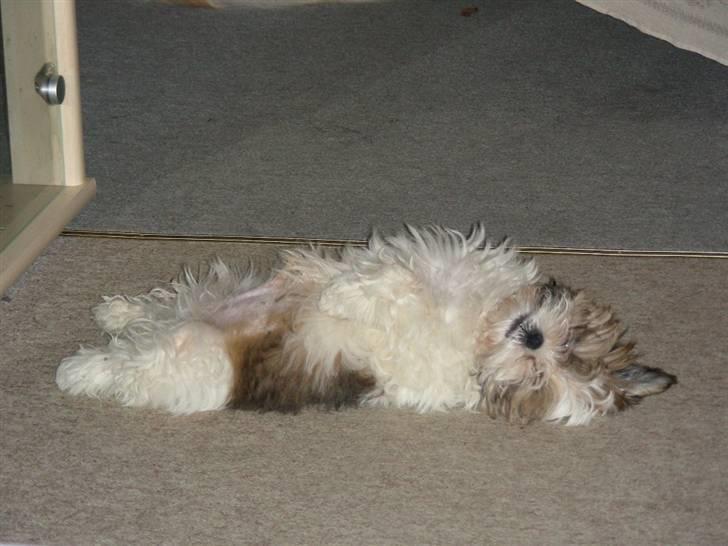 Shih tzu lo fang billede 5