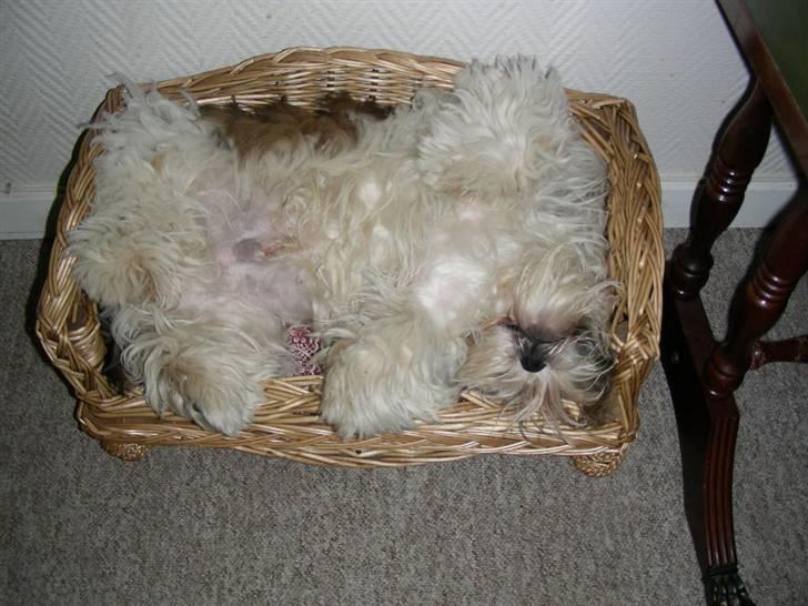 Shih tzu lo fang billede 6