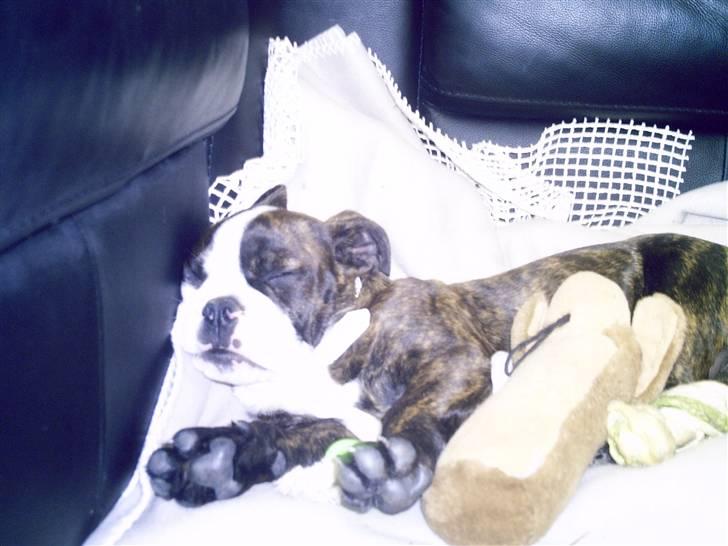 Olde english bulldogge *OSCAR* billede 10