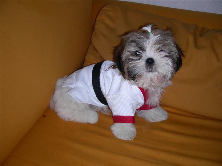 Shih tzu lo fang billede 7