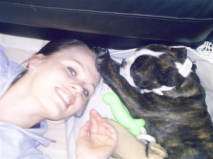 Olde english bulldogge *OSCAR* billede 12