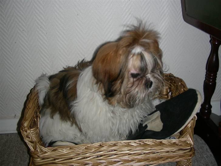 Shih tzu lo fang billede 8
