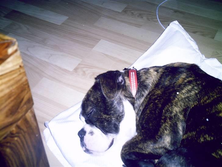 Olde english bulldogge *OSCAR* billede 13