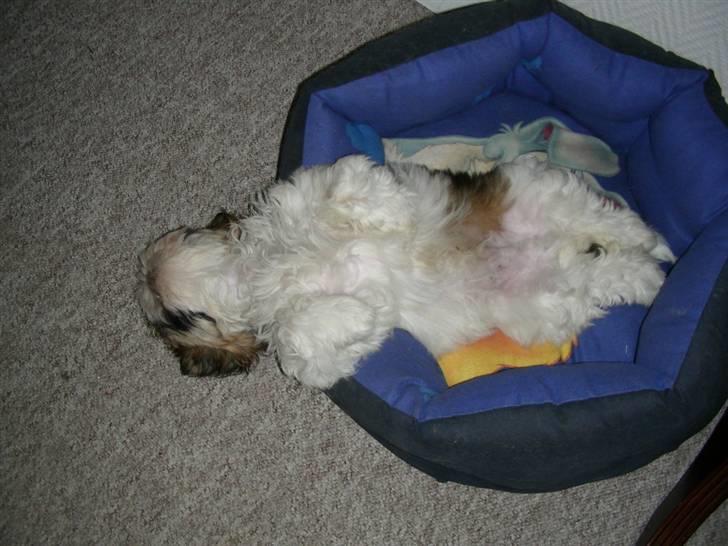 Shih tzu lo fang billede 9